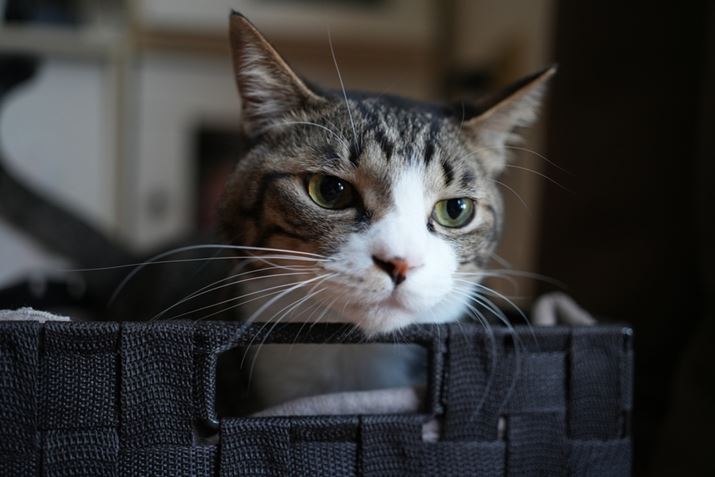 7CRAFE 40mm F2.5 GA40mmAF2.5A1/40bAISO800A-0.3EVAzCgoXFI[gANGCeBubNFSTBeʐ^i9504×6336A35.2MBj