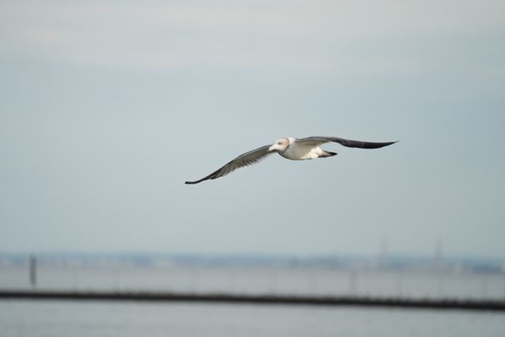 7CRAFE 70-300mm F4.5-5.6 G OSSA300mmAF5.6A1/2000bAISO640A+1.0EVAzCgoXFI[gANGCeBubNFSTBeʐ^i9504×6336A29.7MBj