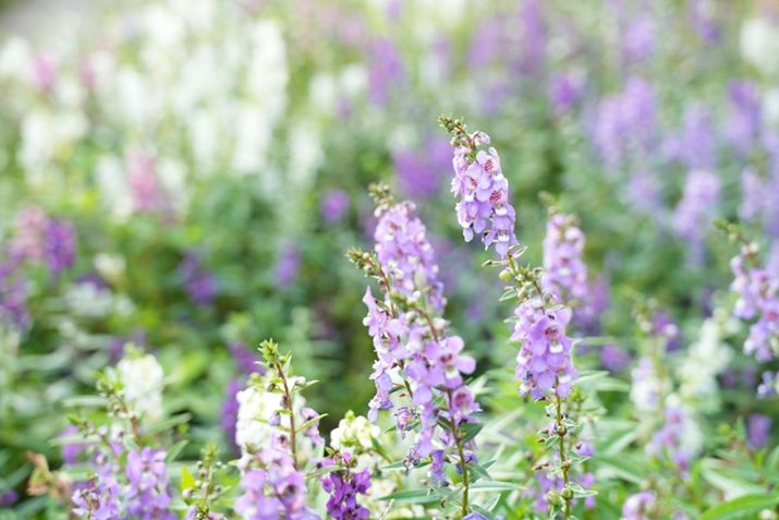 7CRAFE 20-70mm F4 GA44mmAF4.0A1/50bAISO100A+1.3EVAzCgoXFI[gANGCeBubNFSTBeʐ^i9504×6336A31.3MBj