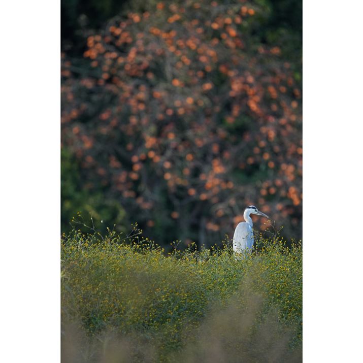 APS-C~[XJu6700vƒ]Y[YuFE 200-600mm F5.6-6.3 G OSSv̑gݍ킹ŃAITMBeBœ_600mmi35mmZ900mmjBƒɋ߂ÂĎB邱ƂłAꂽʒu_AwiɐFt؁XďH̋GߊoĂ݂B܂AsӎÃAO_ƂŌ͂ꂽ؂O{PœĂ݂