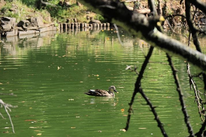 uDv́ASgłȂAołBOɗ]vȂ̂荞ޏʂAxɃsg킹ĂꂽEOS R7ARF-S18-150mm F3.5-6.3 IS STMA150mmi35mmZ225mmjAF6.3A1/640bAISO400AzCgoXFzAsN`[X^CFiBeʐ^i6960×4640A10.3MBj