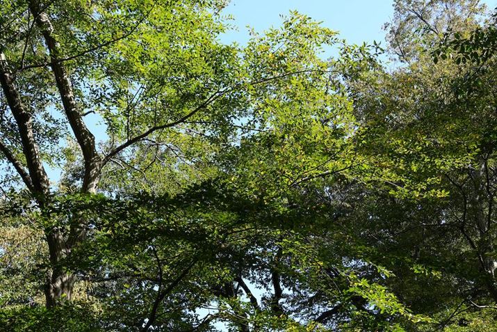 6700AE18-135mm F3.5-5.6 OSSA34mmi35mmZ51mmjAF8A1/60bAISO100AzCgoXFI[gANGCeBubNFSTBeʐ^i6192×4128A26.0MBj