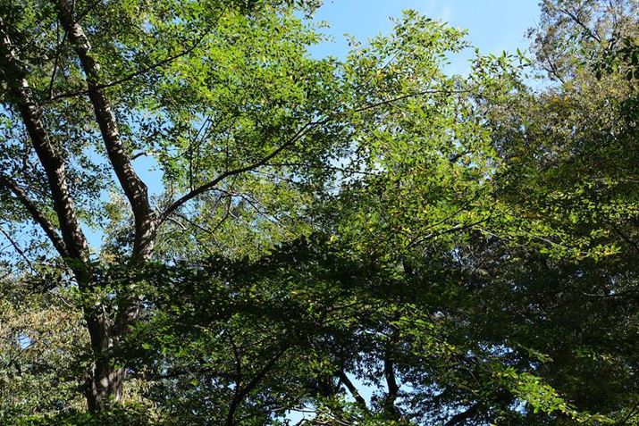 X-T5AXF18-135mm F3.5-5.6R LM  OIS WRA32mmi35mmZ48mmjAF8A1/75bAISO125AzCgoXFI[gAtBV~[VFPROVIABeʐ^i7728×5152A24.7MBj