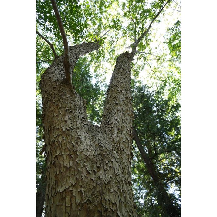 6700AE18-135mm F3.5-5.6 OSSA18mmi27mmjAF3.5A1/125bAISO400AzCgoXFzANGCeBubNFSTBeʐ^i4128×6192A22.5MBj