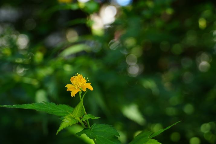 6700AE18-135mm F3.5-5.6 OSSA50mmi75mmjAF5A1/80bAISO200AzCgoXFzANGCeBubNFVVBeʐ^i6192×4128A15.2MBj