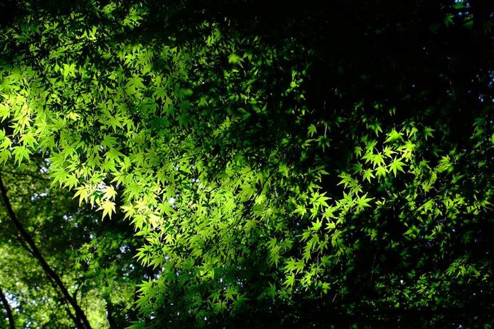 X-T5AXF18-135mm F3.5-5.6R LM  OIS WRA44mmi66mmjAF8A1/42bAISO125AzCgoXFI[gAtBV~[VFVelviaBeʐ^i7728×5152A24.8MBj