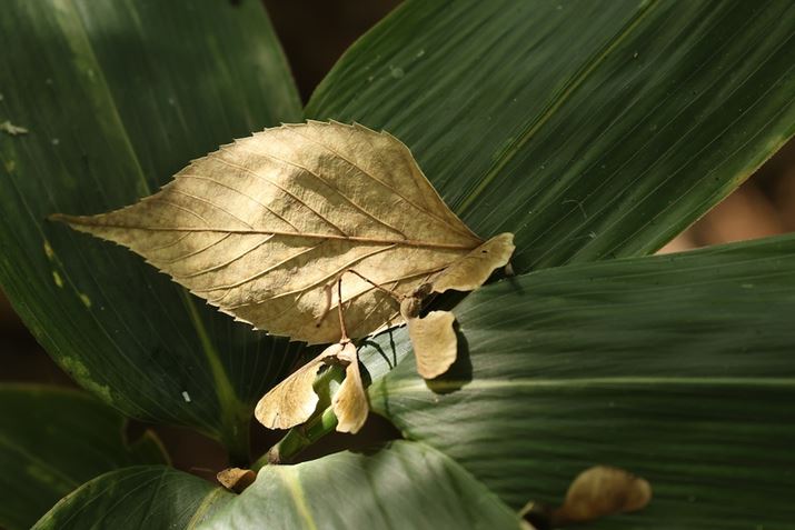 EOS R7ARF-S18-150mm F3.5-6.3 IS STMA89mmi133mmjAF6.3A1/80bAISO800AzCgoXFAsN`[X^CFX^_[hBeʐ^i6960×4640A10.1MBj