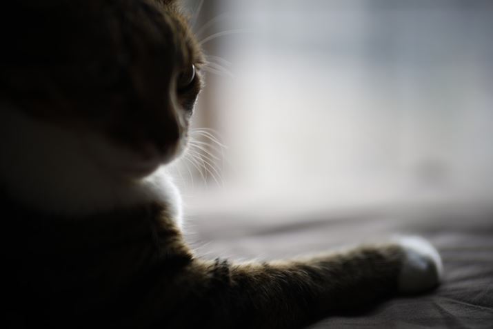 EOS R6 Mark IIANOKTON 50mm F1 AsphericalAF1.0A1/320bAISO100A+1.3EVAzCgoXFI[gAsN`[X^CFX^_[hBeʐ^i6000×4000A3.4MBj