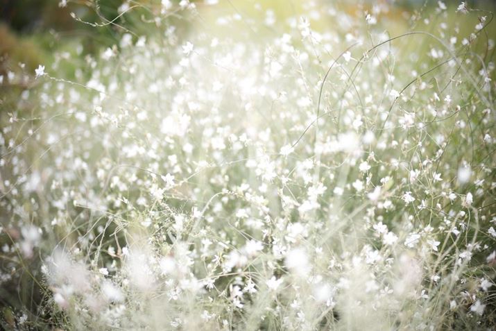 EOS R6 Mark IIANOKTON 50mm F1 AsphericalAF1.0A1/800bAISO100A+2.7EVAzCgoXFI[gAsN`[X^CFX^_[hBeʐ^i6000×4000A6.4MBj