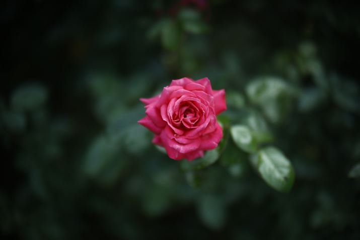 EOS R6 Mark IIANOKTON 50mm F1 AsphericalAF1.0A1/8000bAISO100A-2.3EVAzCgoXFI[gAsN`[X^CFX^_[hBeʐ^i6000×4000A3.5MBj