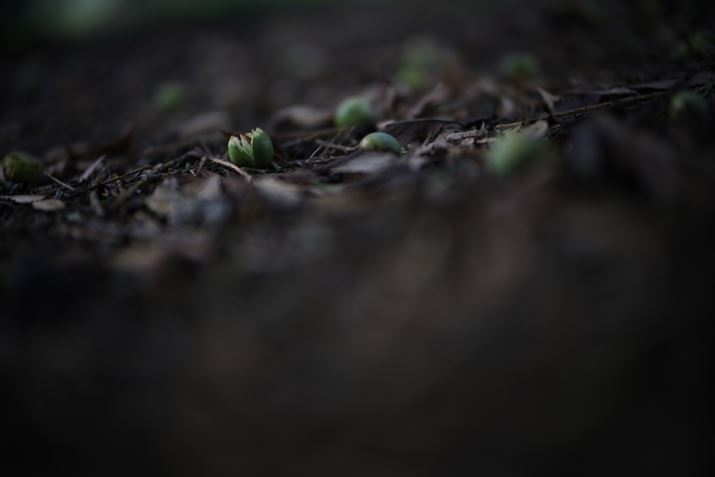 EOS R6 Mark IIANOKTON 50mm F1 AsphericalAF1.0A1/250bAISO100A-1.7EVAzCgoXFI[gAsN`[X^CFX^_[hBeʐ^i6000×4000A3.4MBj