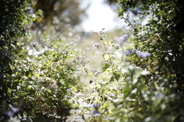 EOS R6 Mark IIANOKTON 50mm F1 AsphericalAF1.0A1/6400bAISO100A+1.3EVAzCgoXFI[gAsN`[X^CFX^_[hBeʐ^i6000×4000A7.7MBj