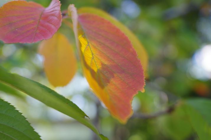 MFŎBeBŒZBe0.18mBiH8\̉~`iłPENTAX K-3 Mark IIIAHD PENTAX FA 21mmF2.4ED Limited DC WRAiDAEAF2.4A1/320bAISO200A+0.3EVAzCgoXF}`p^[I[gAJX^C[WFiBeʐ^i6192×4128A13.4MBj