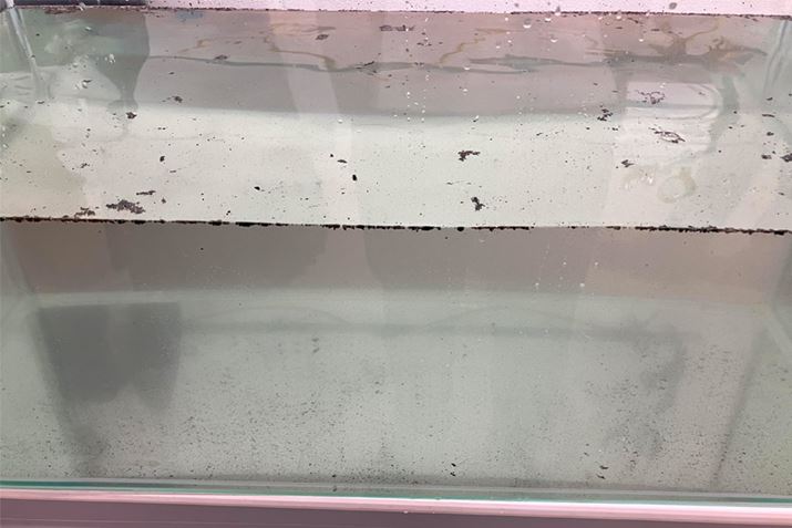 ep[c̐܉t͉őAGARoJrzRȂǂ̉ꂪĂ܂B܂ŉꂪ̂́AiЂƂAĂ˂ɐ򂵂Ă邩Ȃ̂ł