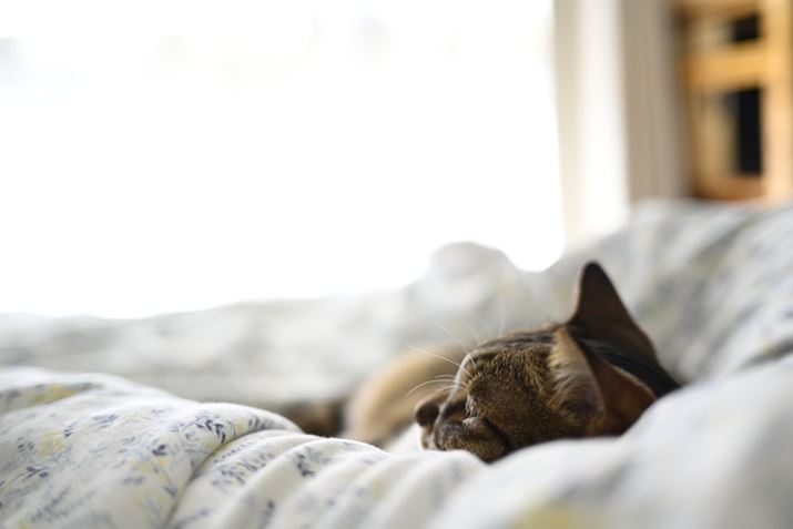 䂪Ƃ̒̂̌iZ fANIKKOR Z 40mm f/2iSEjAF2A1/100bAISO100A+2.0EVAzCgoXFI[gAsN`[X^CFX^_[hBeʐ^i6048×4032A5.2MBj