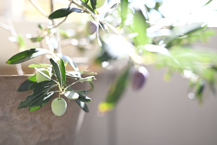 N̓x_̃I[uLIZ fANIKKOR Z 40mm f/2iSEjAF2A1/320bAISO100A+1.7EVAzCgoXFI[gAsN`[X^CFX^_[hBeʐ^i6048×4032A7.2MBj