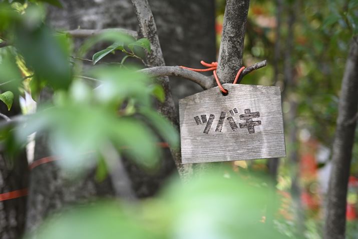 ؂̖Oꂽ萻ŔȂƂ킢炵Bɏꂽق肷ełZ fANIKKOR Z 40mm f/2iSEjAF2A1/80bAISO100A+0.7EVAzCgoXFI[gAsN`[X^CFX^_[hBeʐ^i6048×4032A9.1MBj