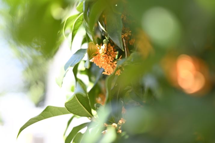 Z fANIKKOR Z 40mm f/2iSEjAF2A1/250bAISO100A+2.0EVzCgoXFI[gAsN`[X^CFX^_[hBeʐ^i6048×4032A7.6MBj