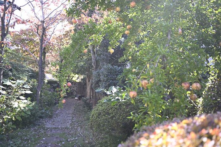 mʊԂɒɐĂUNZ fANIKKOR Z 40mm f/2iSEjAF2.8A1/80bAISO100A+1.3EVAzCgoXFI[gAsN`[X^CFX^_[hBeʐ^i6048×4032A15.2MBj