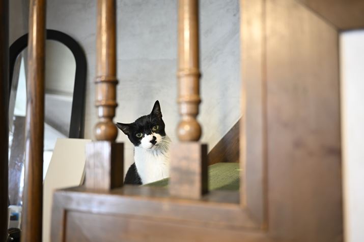 䂪Ƃ̒jL̖ʉeZZijZ fANIKKOR Z 40mm f/2iSEjAF2.8A1/30bAISO1400A+1.7EVAzCgoXFI[gAsN`[X^CFX^_[hBeʐ^i6048×4032A8.7MBj