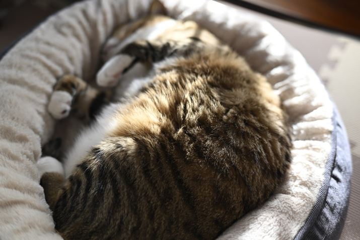 Z fANIKKOR Z 40mm f/2iSEjAF2A1/160bAISO100A+2.0EVAzCgoXFI[gAsN`[X^CFX^_[hBeʐ^i6048×4032A9.7MBj