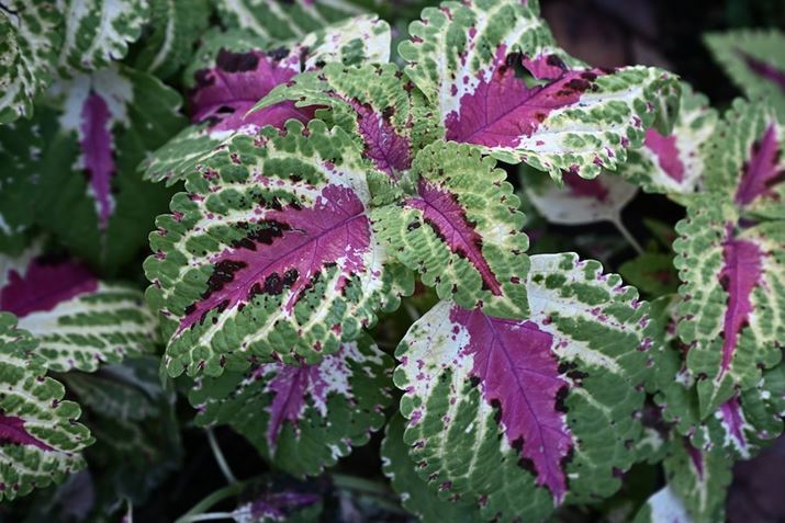 uZ 8vŎBeB܂̉ł̎BeAzCgoX𔒐Fui4200Kjɐݒ肵Ă݂B݂ƂŁAǂXۂɎdオĂZ 8ANIKKOR Z 24-70mm f/2.8 SA70mmAiDI[gAF5.6A1/80bAISO400AzCgoXFFuAsN`[Rg[FX^_[h