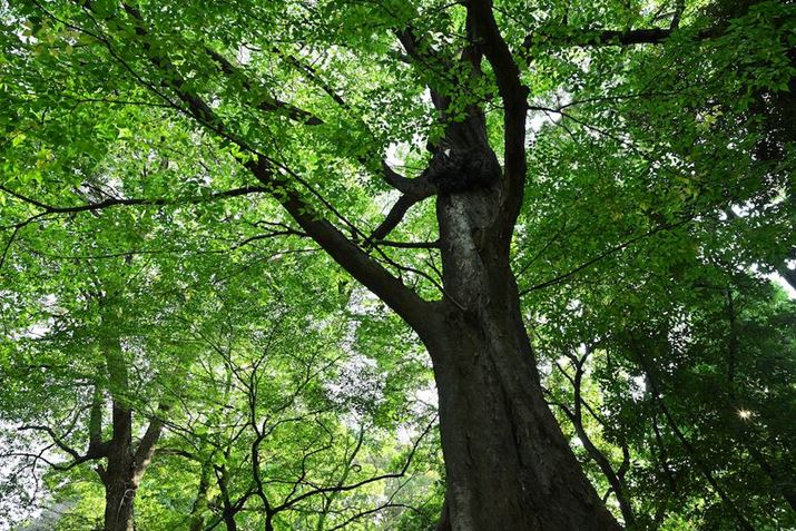 Z 8ANIKKOR Z 24-70mm f/2.8 SA24mmAiDI[gAF8A1/25bAISO200A+0.7EVAzCgoXFVAsN`[Rg[FiA߃JX^}CY1ŎBe