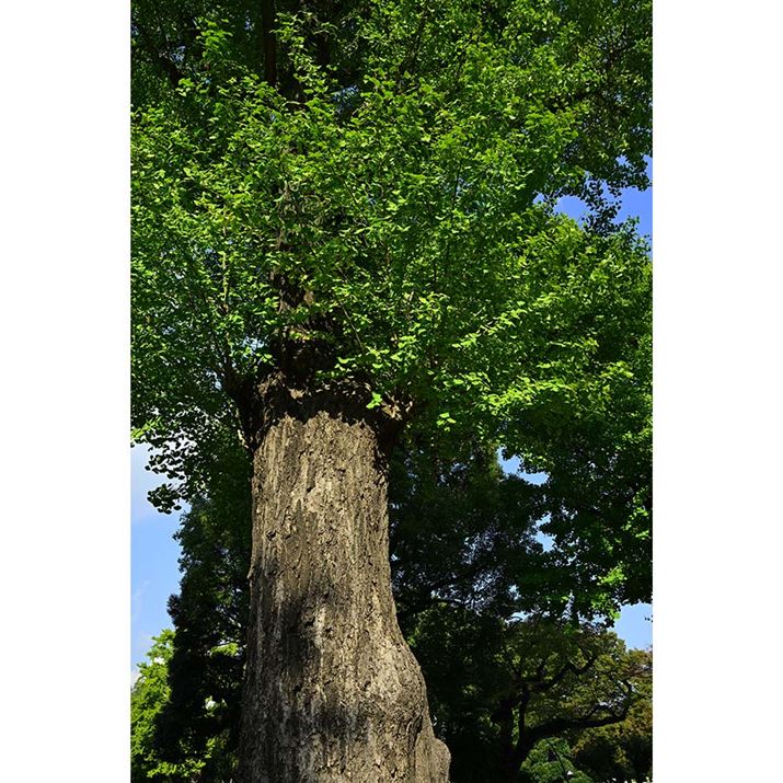 Z 8ANIKKOR Z 24-70mm f/2.8 SA24mmAiDI[gAF8A1/200bAISO100A-0.7EVAzCgoXFVAsN`[Rg[FiA߃JX^}CY1ŎBe