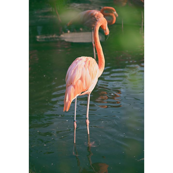 Z 8ANIKKOR Z 24-70mm f/2.8 SA70mmAiDI[gAF2.8A1/500bAISO100A+0.7EVAzCgoXFܓVAsN`[Rg[FPUREA߃JX^}CY3ŎBe