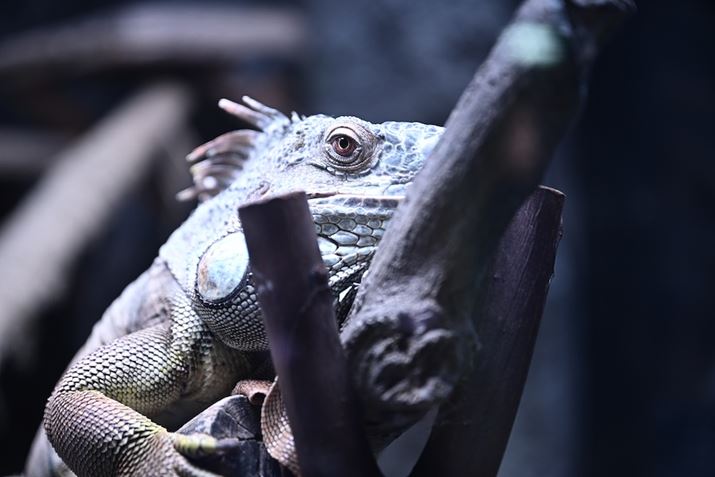 Z 8ANIKKOR Z 24-70mm f/2.8 SA70mmAvOI[gAF2.8A1/80bAISO720A+0.7EVAzCgoXFFuAsN`[Rg[FX^_[hA߃JX^}CY4ŎBe