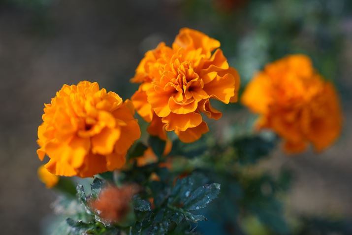 ۂɎB摜BEVF̓pbNXijȂA엦100ŁAIoFxȂǂ̐ݒ𔽉f摜mFł܂iEVF̓\j[u1v̗j