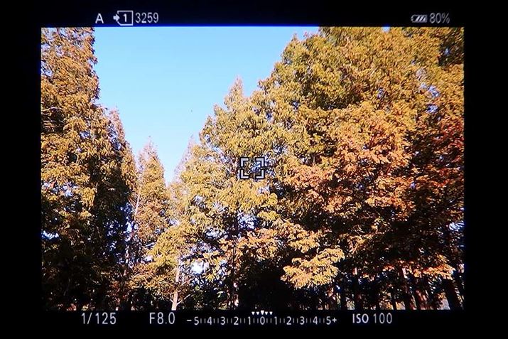 tTCYŏœ_24mm̉p\EVF̏