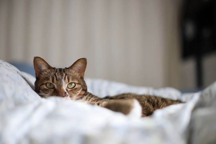 EOS R6 Mark IIATTArtisan Tilt 50mm f/1.4AF1.4A1/250bAISO100A+1.0EVAzCgoXFI[gAsN`[X^CFX^_[hBeʐ^i6000×4000A9.6MBj