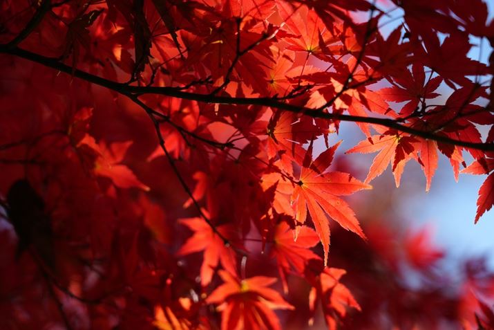 u7R VvŎBeBʐ^ƁAVOAFŎBełɌ邪Ał͕ɂȂтĂāA̓ReBjAXAFLȏʁBƂ؂ւ[h𗘗pĂƁAʑ̂ɍ킹ăJAFœKȂ̂ɍ킹Ă郿7R VAFE 24-105mm F4 G OSSA105mmA}jAAF5.6A1/2000bAISO800AzCgoXFzANGCeBubNFVVBeʐ^i9504×6336A36.6MBj