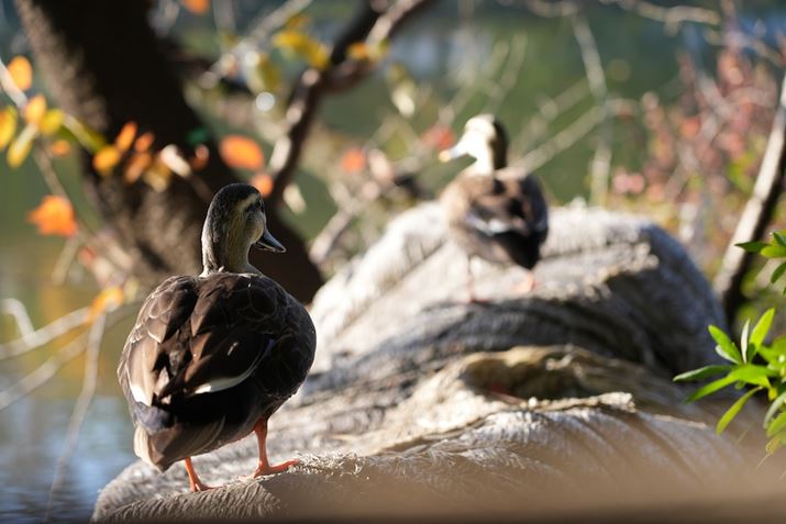 u7R VvgAFΏۂu/vɐݒ肵AtH[JXGAugbLOFChvɂĎBeBÕK`Eɂsg킹ĂꂽBgbLO@\́Aʑ̌o@\Ƒgݍ킹ėp̂߂B芴̂ǔS苭sĂ郿7R VAFE 24-105mm F4 G OSSA105mmAiDAEAF4A1/125bAISO100AzCgoXFI[gANGCeBubNFSTBeʐ^i9504×6336A32.9MBj