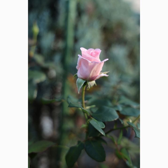 ^b`hbOAF𗘗pāuEOS R6 Mark IIvŎBeBԂȂǂ̐Õ̃Xibvɂ^b`hbOAF͂ƂĂ֗Bt@C_[`ȂA^b`AF𗘗pĂ銴oŎBełEOS R6 Mark IIARF24-105mm F4 L IS USMA67mmAiDAEAF4A1/400bAISO400A-0.3EVAzCgoXFzAsN`[X^CFiBeʐ^i4000×6000A5.5MBj