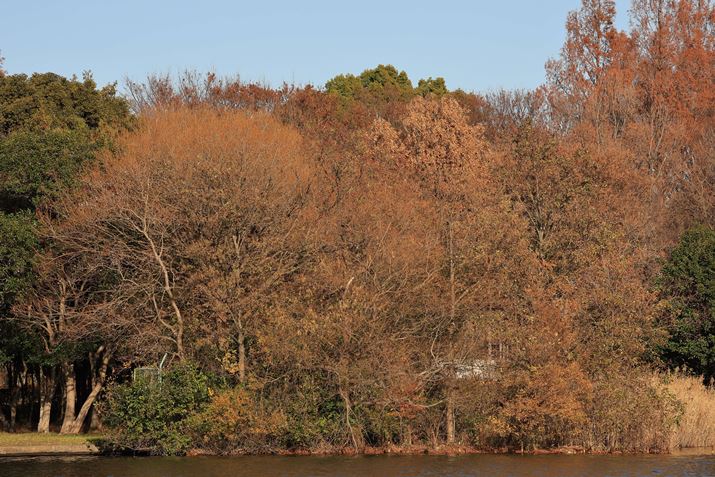 EOS R3ARF200-800mm F6.3-9 IS USMA200mmAF6.3A1/640bAISO100A-0.7EVAzCgoXFAAsN`[X^CFiBeʐ^i6000×4000A26.1MBj