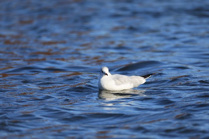 EOS R3ARF200-800mm F6.3-9 IS USMA800mmAF9A1/800bAISO400AzCgoXFI[gAsN`[X^CFiBeʐ^i6000×4000A8.8MBj