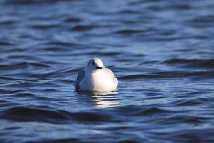 EOS R3ARF200-800mm F6.3-9 IS USMA1120mmiEXTENDER RF1.4xgpjAF13A1/1000bAISO1000AzCgoXFI[gAsN`[X^CFiBeʐ^i6000×4000A8.9MBj