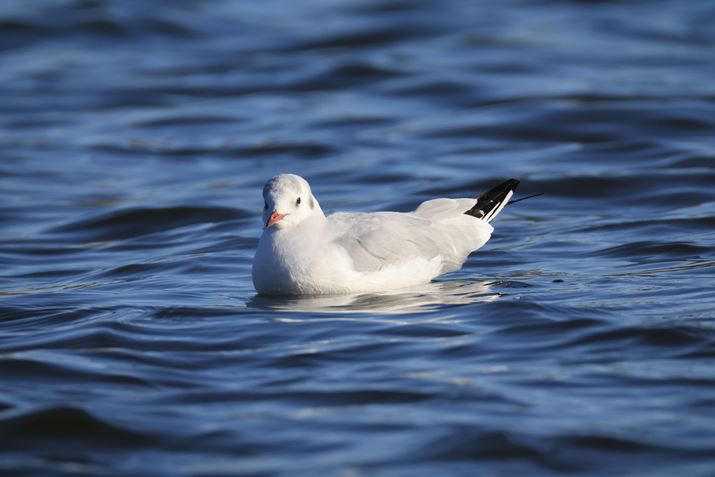 EOS R3ARF200-800mm F6.3-9 IS USMA1600mmiEXTENDER RF2xgpjAF18A1/100bAISO1600AzCgoXFI[gAsN`[X^CFiBeʐ^i6000×4000A9.1MBj