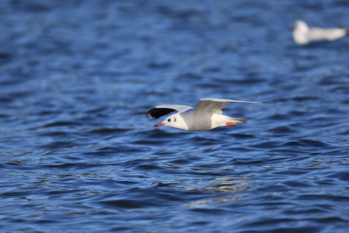 EOS R3ARF200-800mm F6.3-9 IS USMA800mmAF9A1/1600bAISO640A-0.3EVAzCgoXFI[gAsN`[X^CFiBeʐ^i6000×4000A9.6MBj