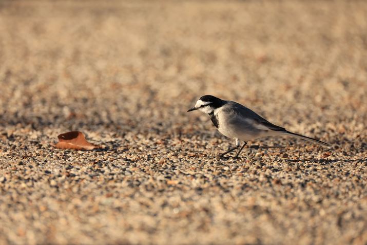 EOS R3ARF200-800mm F6.3-9 IS USMA800mmAF10A1/2000bAISO1600A+0.3EVAzCgoXFAAsN`[X^CFiBeʐ^i6000×4000A9.7MBj