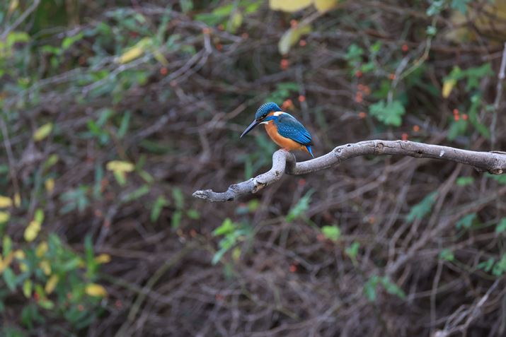 EOS R3ARF200-800mm F6.3-9 IS USMA800mmAF10A1/60bAISO2500A-0.7EVAzCgoXFAAsN`[X^CFiBeʐ^i6000×4000A10.0MBj