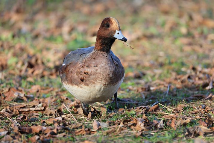 EOS R3ARF200-800mm F6.3-9 IS USMA707mmAF9A1/200bAISO400AzCgoXFI[gAsN`[X^CFiBeʐ^i6000×4000A10.3MBj