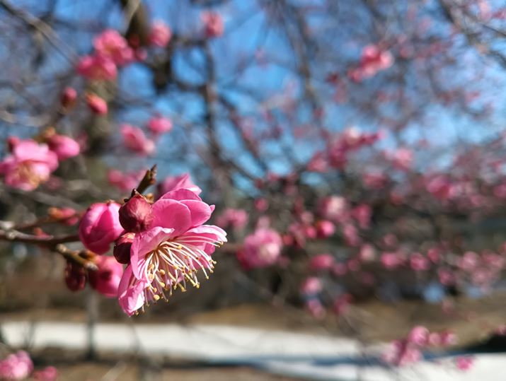 wĩ{P`FbN邽߁A|[g[g[hŔ~BeĂ݂Bwi̎}̓{P邳Ȃ₷A̍\}ł͔rIRɎʂĂBAƂĂ͂RgXgႢ<br>iBeʐ^F4080×3072A2.48MBj