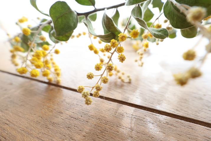 MFBe͍Lp[̍ŒZBe0.086m i8.6cmjƁAɋߐڂł̎Be\BLpY̓{Pɂ̃YłAʑ̂Ɏv؂Ċ邱ƂőÕ{P𐶂Ƃłł傤EOS R7ARF-S10-18mm F4.5-6.3 IS STMA10mmi35mmZ16mmjAF5.6A1/60bAISO1000A+2.3EVAzCgoXFI[gAsN`[X^CFI[gBeʐ^i6960×4640A7.5MBj