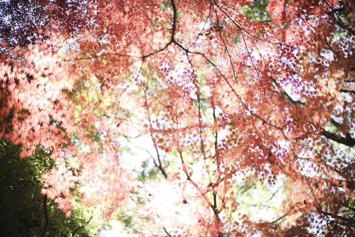 Ƃ낯悤ȃ{PɃz{EOS R6 Mark IIANOKTON 50mm F1 AsphericalAF1.0A1/1000bAISO100A+2.0EVAsN`[X^CFX^_[hAzCgoXFI[gARAWBeʐ^i6000×4000A19.2MBj