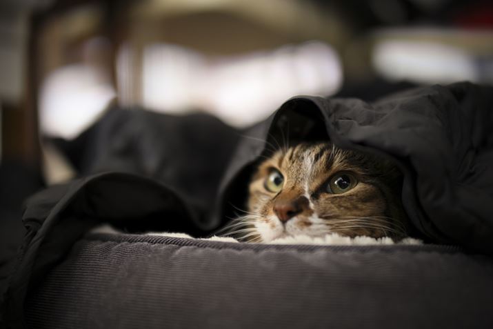 v̏㒅ĂĂxȎjEOS R6 Mark IIANOKTON 50mm F1 AsphericalAF1.0A1/60bAISO500A+1.0EVAsN`[X^CFX^_[hAzCgoXFI[gARAWBeʐ^i6000×4000A10.3MBj