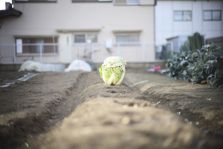 ߏ̔Ƀ|cƎcꂽEOS R6 Mark IIANOKTON 50mm F1 AsphericalAF1.0A1/1250bAISO100A+1.3EVAsN`[X^CFX^_[hAzCgoXFI[gARAWBeʐ^i6000×4000A9.7MBj