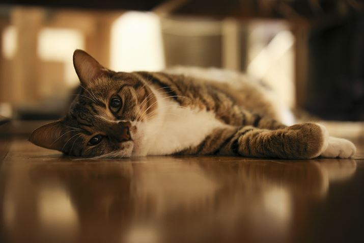 ~͏g̗EOS R6 Mark IIANOKTON 50mm F1 AsphericalAF2A1/20bAISO2500A+0.3EVAsN`[X^CFX^_[hAzCgoXFI[gARAWBeʐ^i6000×4000A13.2MBj